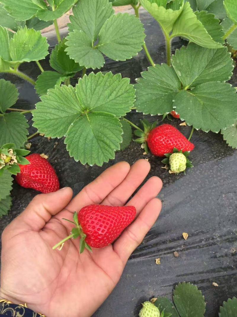 红颜草莓苗批发优质红颜草莓苗脱毒草莓苗量大优惠