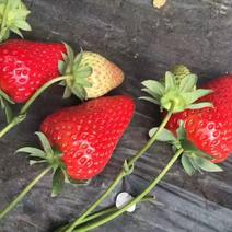 红颜草莓苗批发优质红颜草莓苗脱毒草莓苗量大