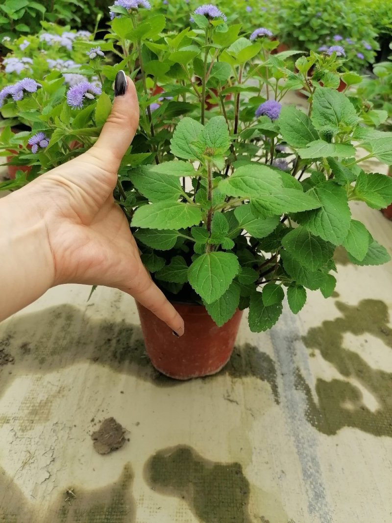 出售藿香，藿香杯苗，冠25