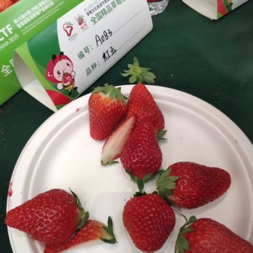 红玉草莓苗优质红玉草莓苗批发签订品种合同成活率高