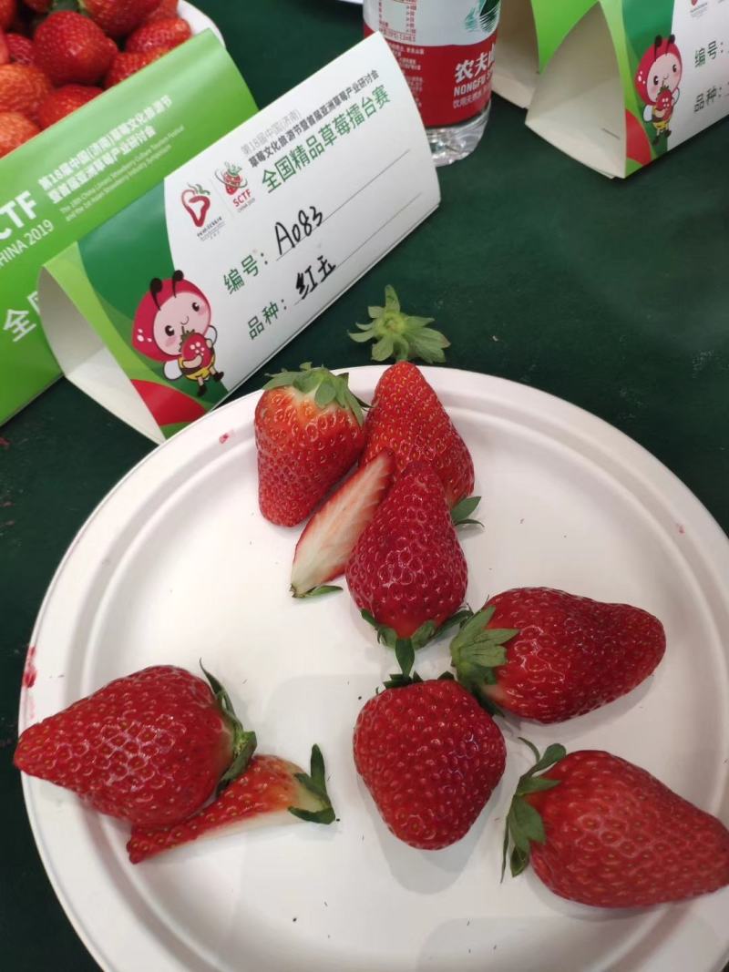 红玉草莓苗优质红玉草莓苗批发签订品种合同成活率高