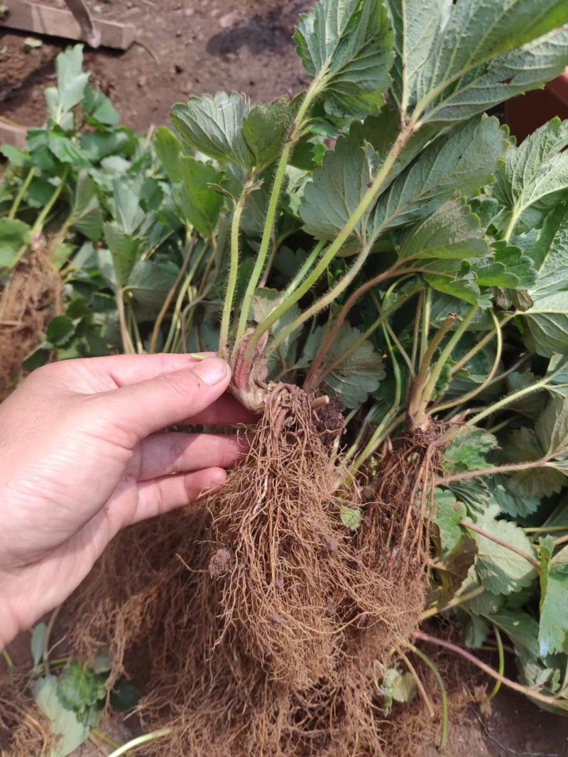 红玉草莓苗优质红玉草莓苗批发签订品种合同成活率高