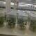 红玉草莓苗优质红玉草莓苗批发签订品种合同成活率高