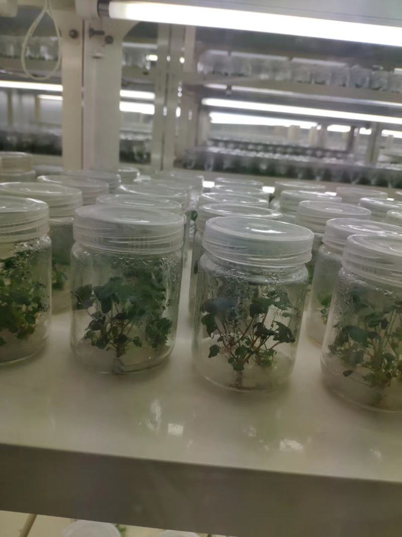 红玉草莓苗优质红玉草莓苗批发签订品种合同成活率高