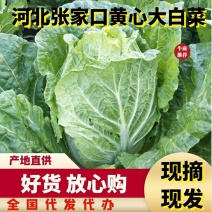 河北张家口大白菜黄心大白菜优质头茬欢迎来电咨询