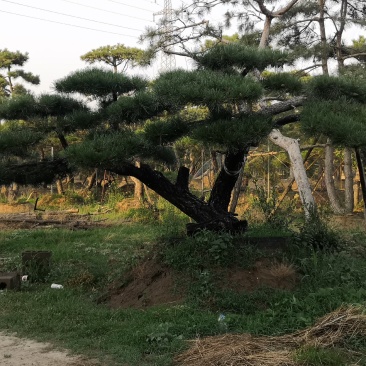 各种规格的精品造型松，