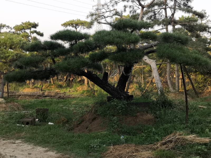 各种规格的精品造型松，
