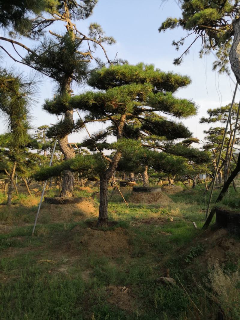 各种规格的精品造型松，