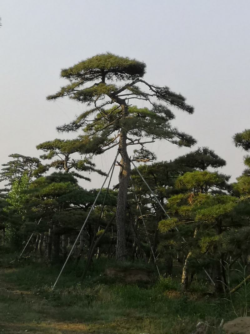 各种规格的精品造型松，