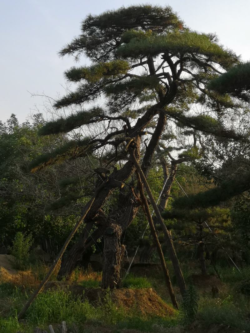 各种规格的精品造型松，