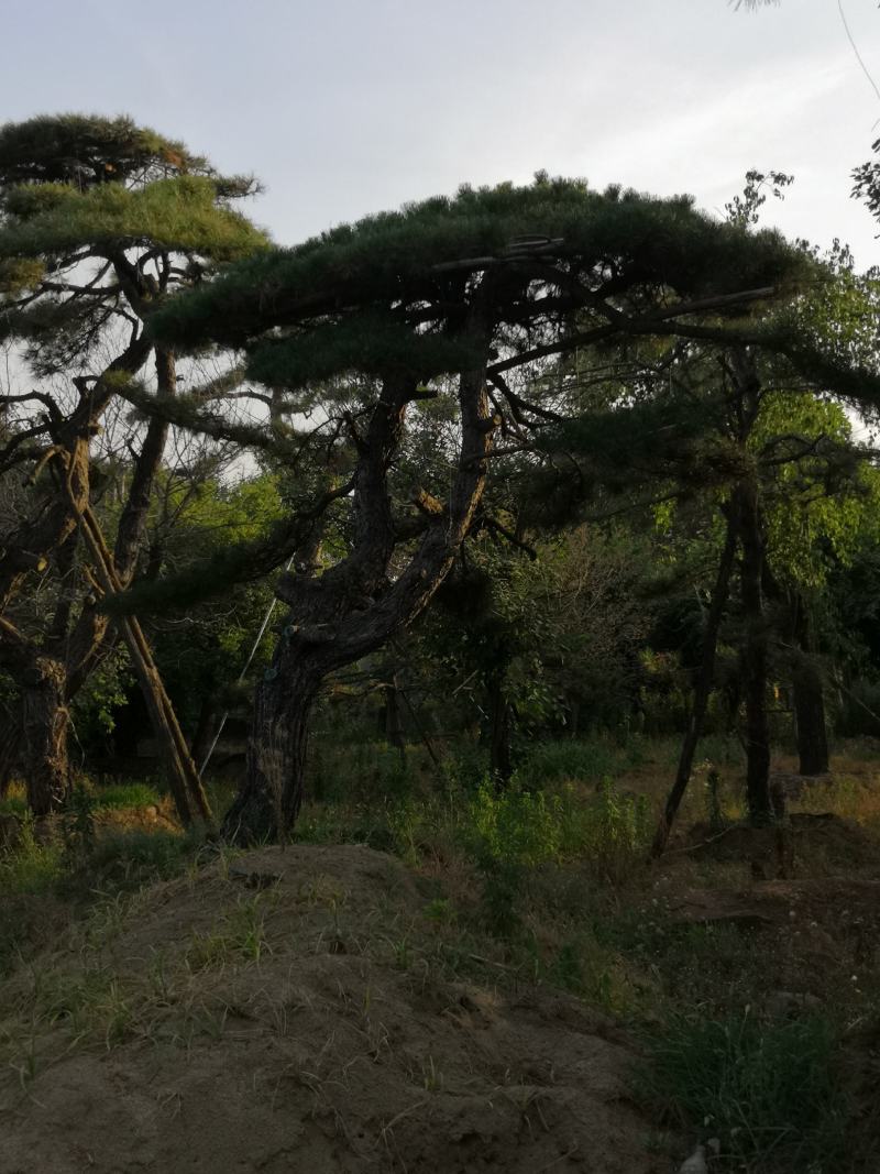 各种规格的精品造型松，