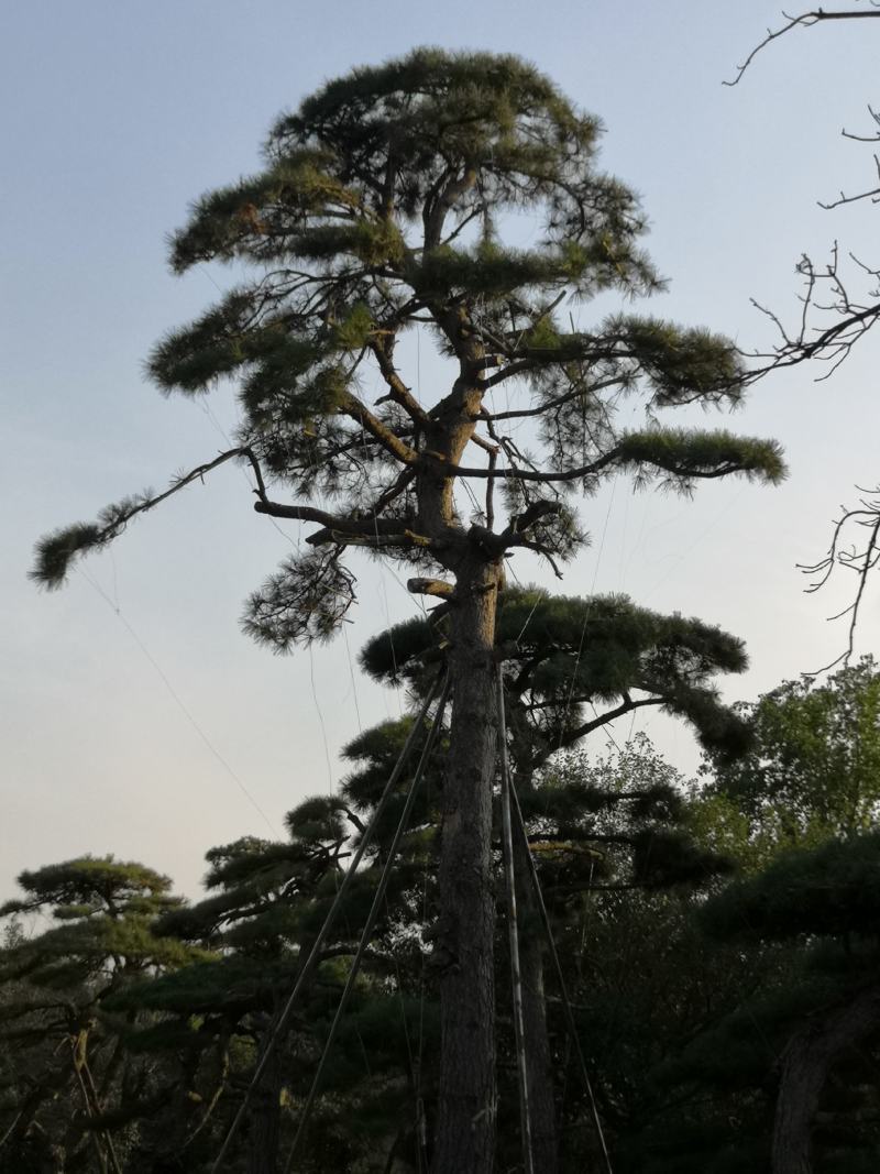 各种规格的精品造型松，