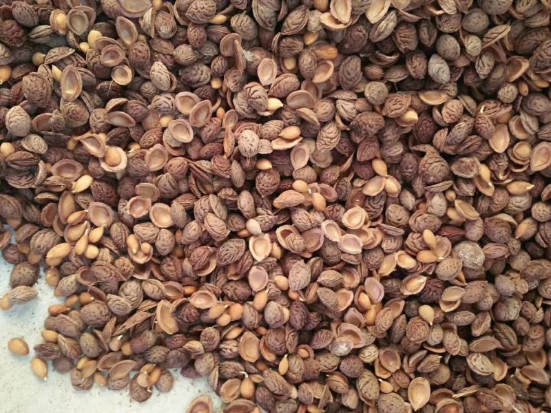 【包邮】毛桃种子毛桃仁桃种子毛桃种子山桃种子