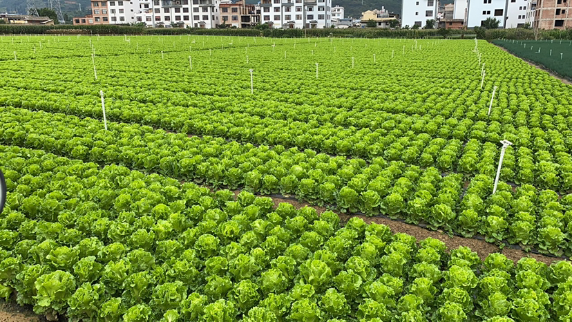 菜农正在为生菜田搭建银灰色遮阳网,遮阳网支架高度约1.5米,距离生菜植株上方30厘米,阳光透过遮阳网形成斑驳光影,土壤湿润,生菜叶片翠绿舒展 生菜遮阳网覆盖实景图