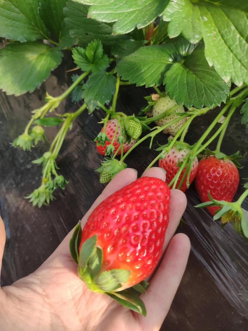 拉森草莓苗批发优质草莓苗量大优惠多假一赔十