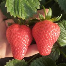 拉森草莓苗批发优质草莓苗量大多假一赔十