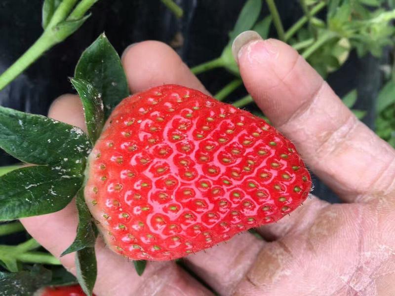 拉森草莓苗批发优质草莓苗量大优惠多假一赔十