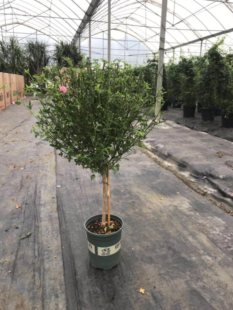 出售木槿造型，木槿棒棒糖造型