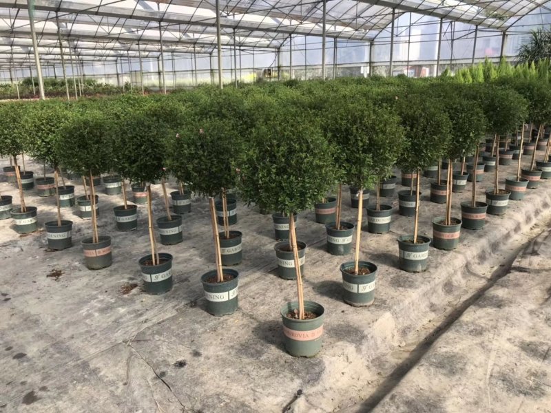 出售木槿造型，木槿棒棒糖造型