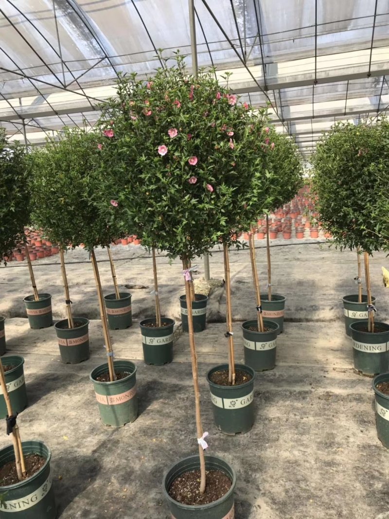 出售木槿造型，木槿棒棒糖造型