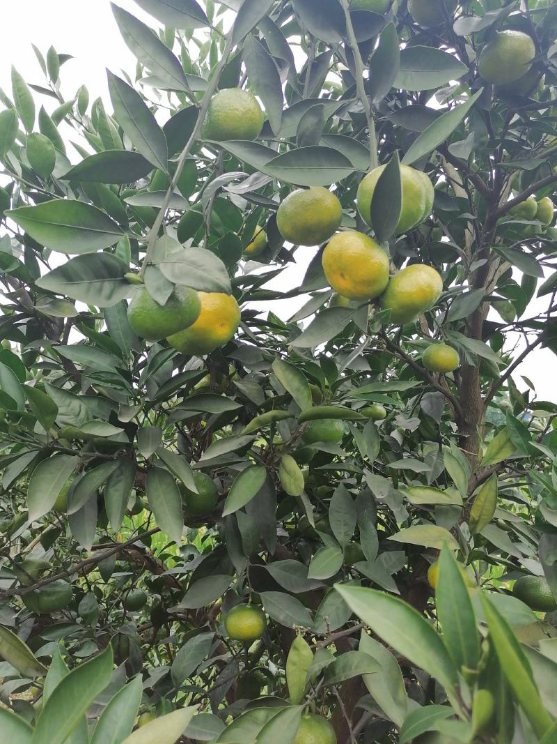 眉山大分蜜橘大量上市颜色味道巴适欢迎广大客商前来选