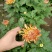 菊花盆栽品种大花批发价基地直销包对版包成活品种留言备注