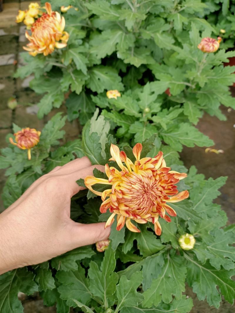 菊花盆栽品种大花批发价基地直销包对版包成活品种留言备注