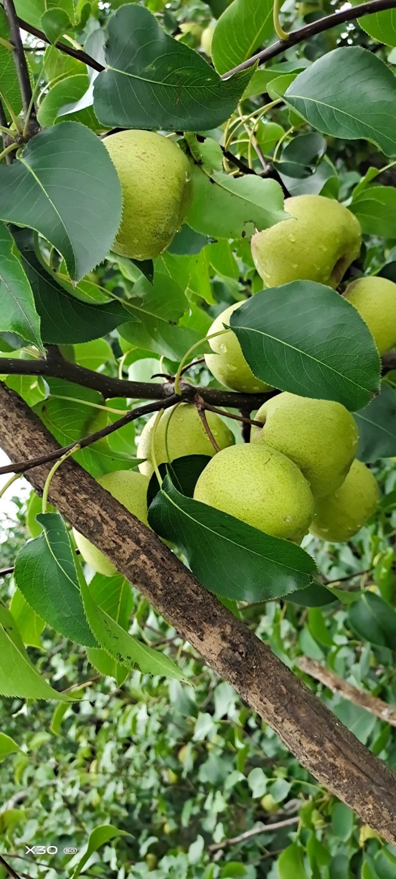 砀山酥梨：清脆甜爽：入口绵甜