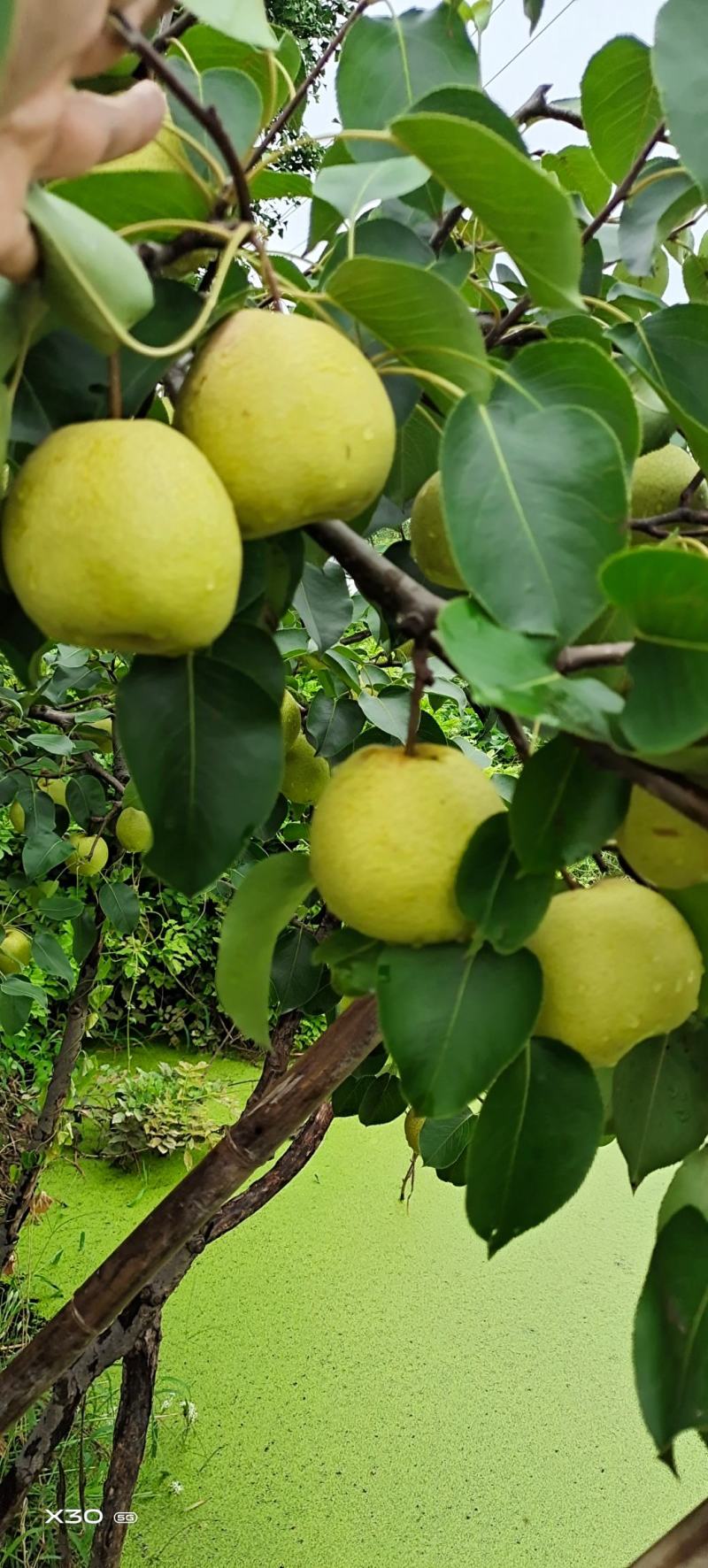 砀山酥梨：清脆甜爽：入口绵甜