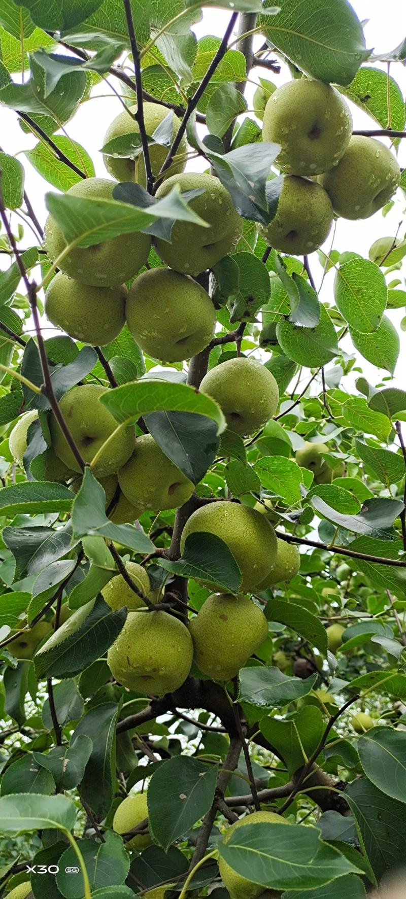 砀山酥梨：清脆甜爽：入口绵甜