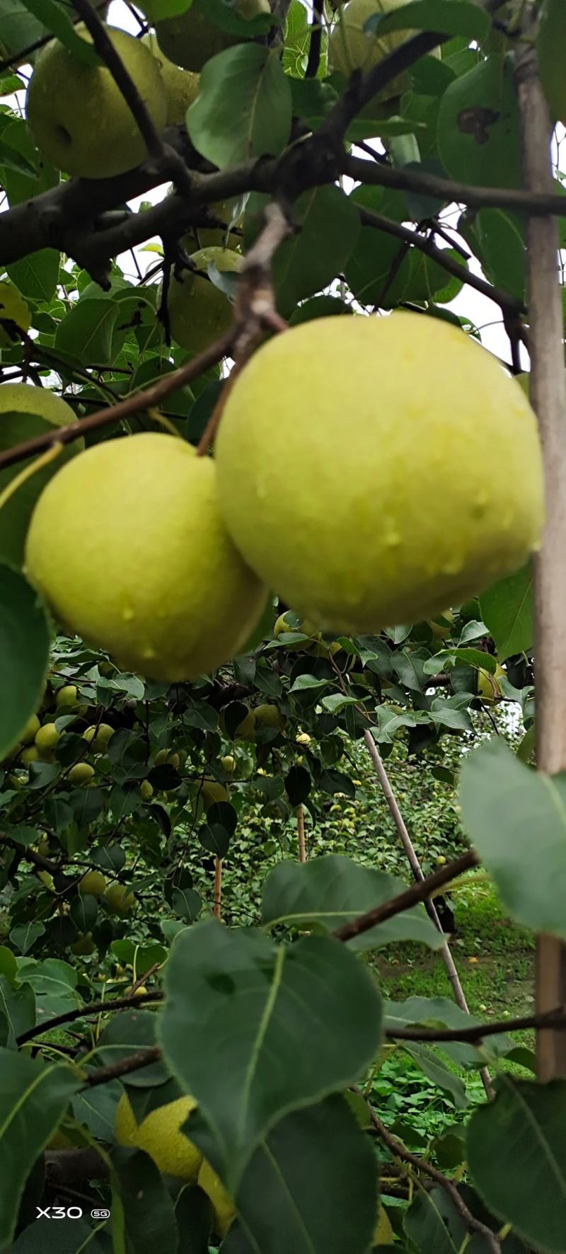 砀山酥梨：清脆甜爽：入口绵甜