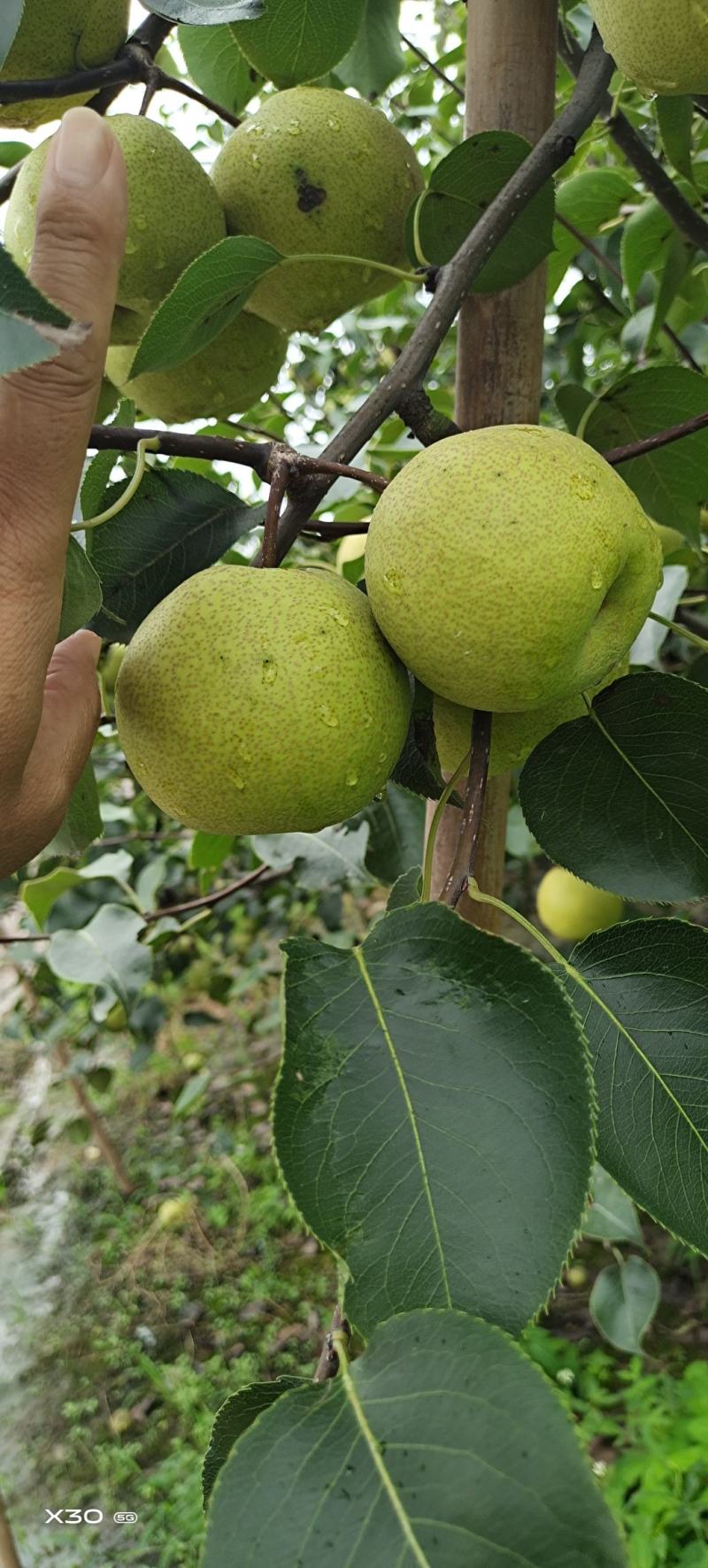 砀山酥梨：清脆甜爽：入口绵甜