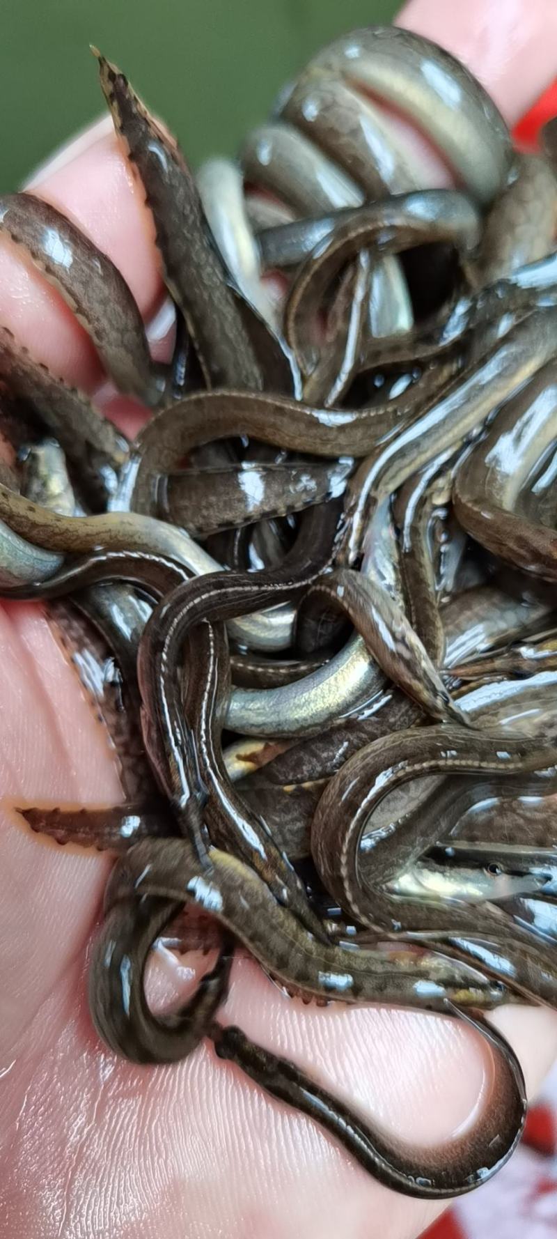刀鳅鱼苗，养殖经济郊益高，免费指导养殖技术