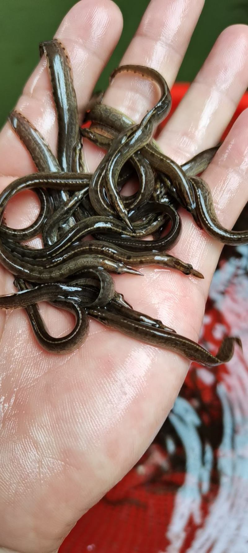 刀鳅鱼苗，养殖经济郊益高，免费指导养殖技术