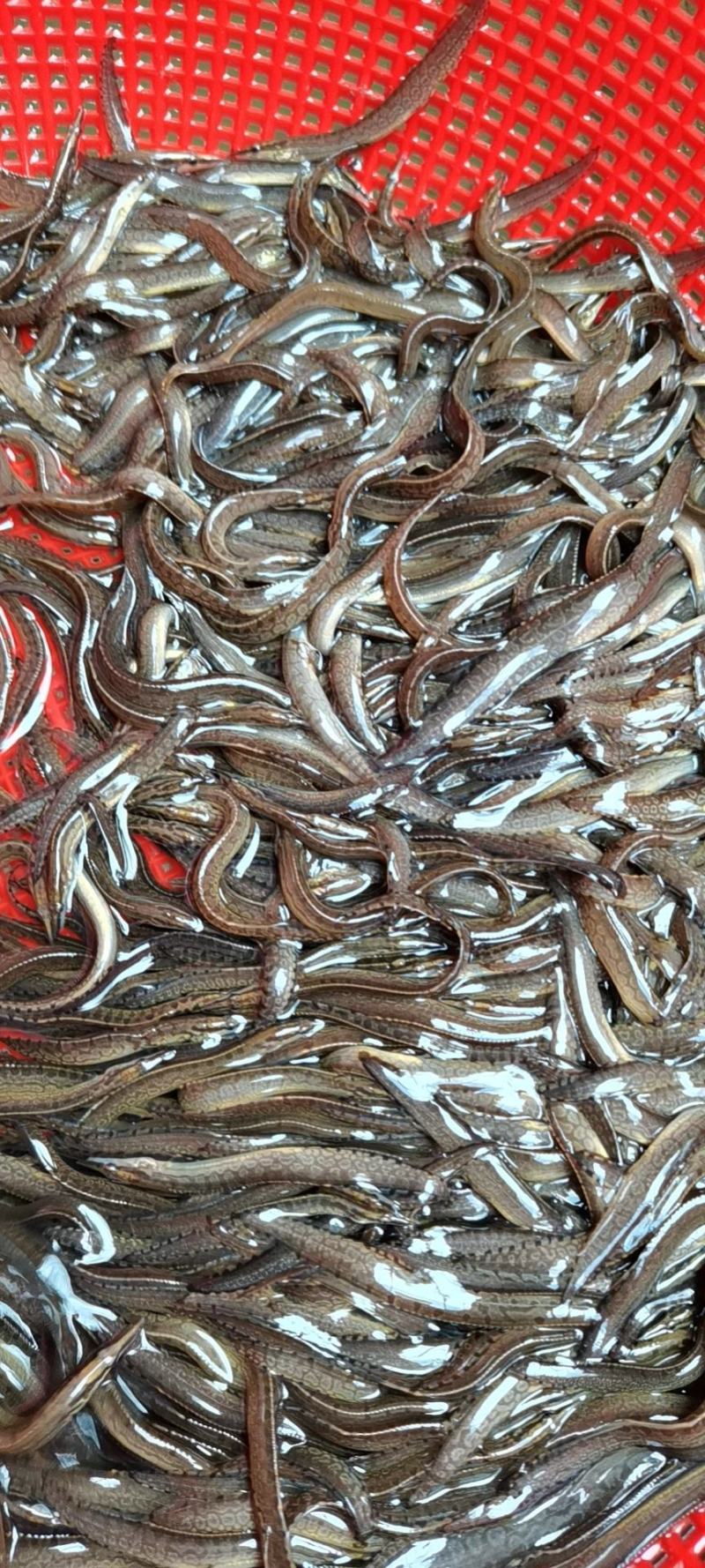 刀鳅鱼苗，养殖经济郊益高，免费指导养殖技术