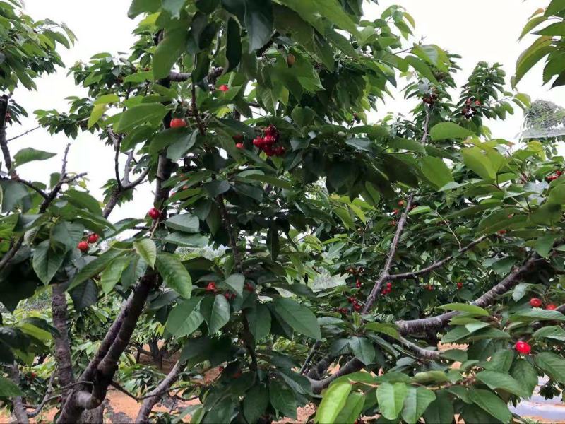 无核樱桃苗俄罗斯八号基地直供现挖现卖死苗免费补