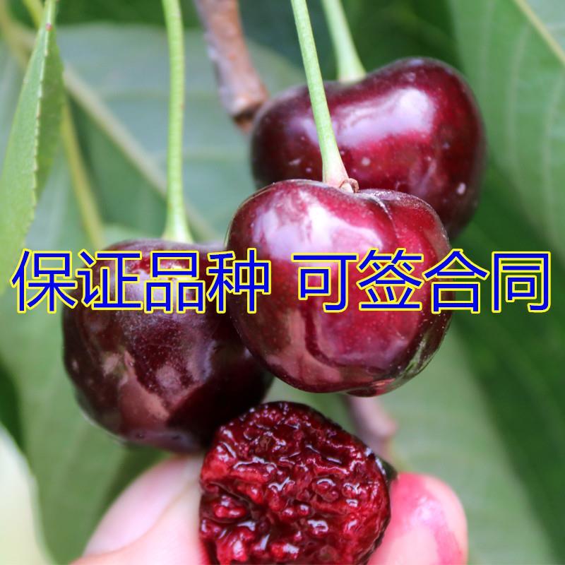 无核樱桃苗俄罗斯八号基地直供现挖现卖死苗免费补