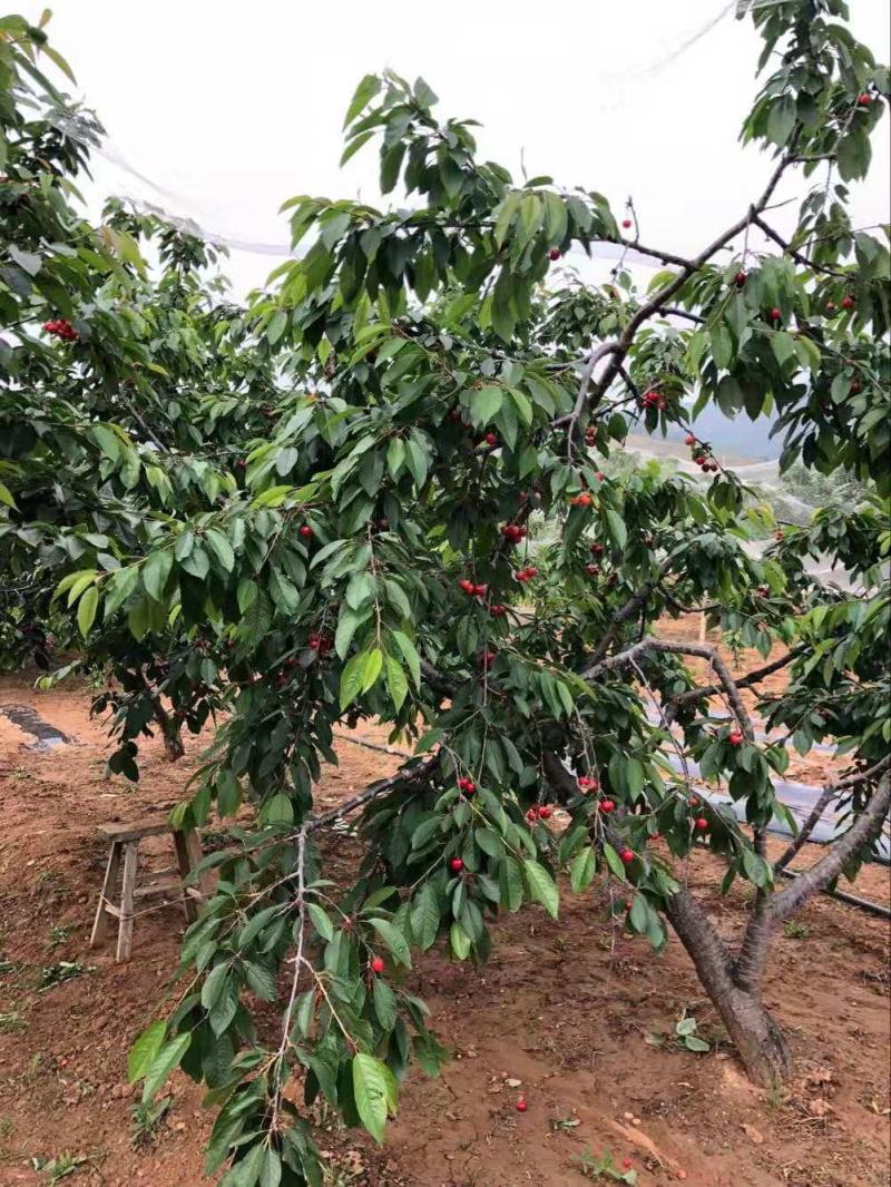 无核樱桃苗俄罗斯八号基地直供现挖现卖死苗免费补