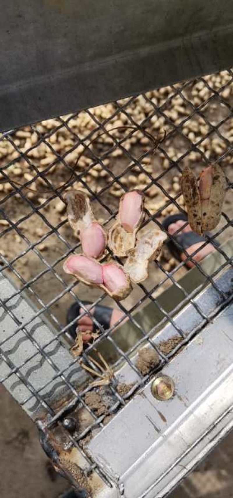新鲜大白沙花生过筛手选颗粒饱满口感甜老度达标。