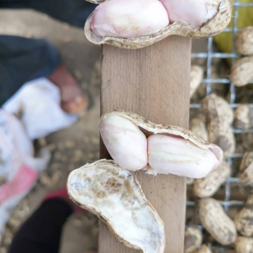 新鲜大白沙花生过筛手选颗粒饱满口感甜老度达标。