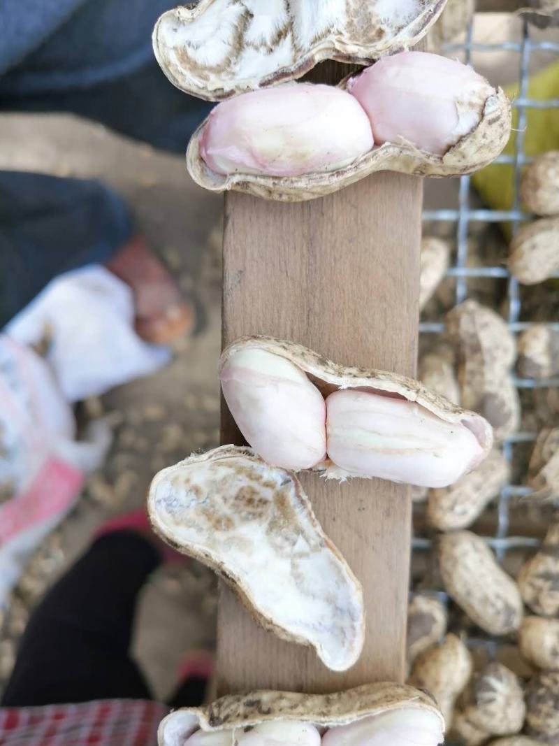 新鲜大白沙花生过筛手选颗粒饱满口感甜老度达标。