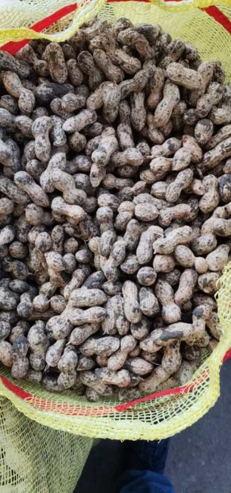 新鲜大白沙花生过筛手选颗粒饱满口感甜老度达标。
