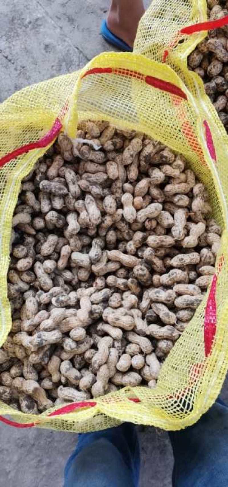 新鲜大白沙花生过筛手选颗粒饱满口感甜老度达标。