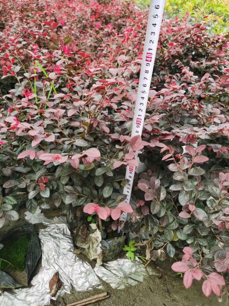 出售红继木，红继木双色杯，红继木小杯价格低