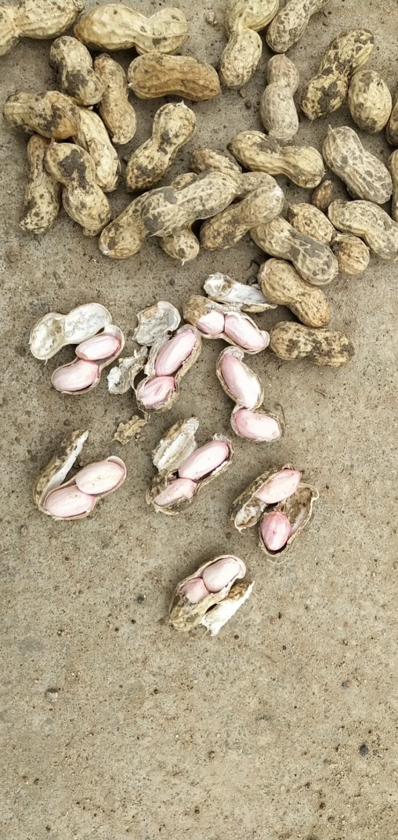 新鲜大白沙花生过筛手选颗粒饱满口感甜老度达标。