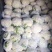 65，80，90，108天有机花菜苗，松花菜苗，散花苗