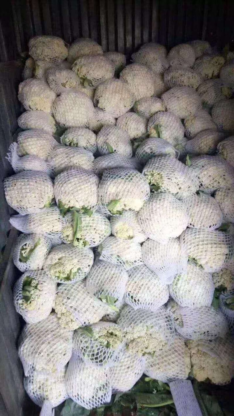 65，80，90，108天有机花菜苗，松花菜苗，散花苗