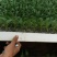 65，80，90，108天有机花菜苗，松花菜苗，散花苗