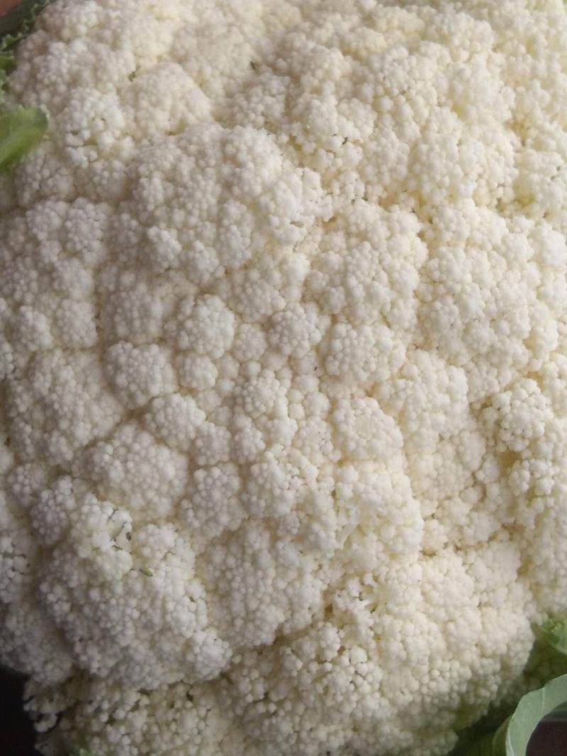 65，80，90，108天有机花菜苗，松花菜苗，散花苗