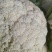 65，80，90，108天有机花菜苗，松花菜苗，散花苗